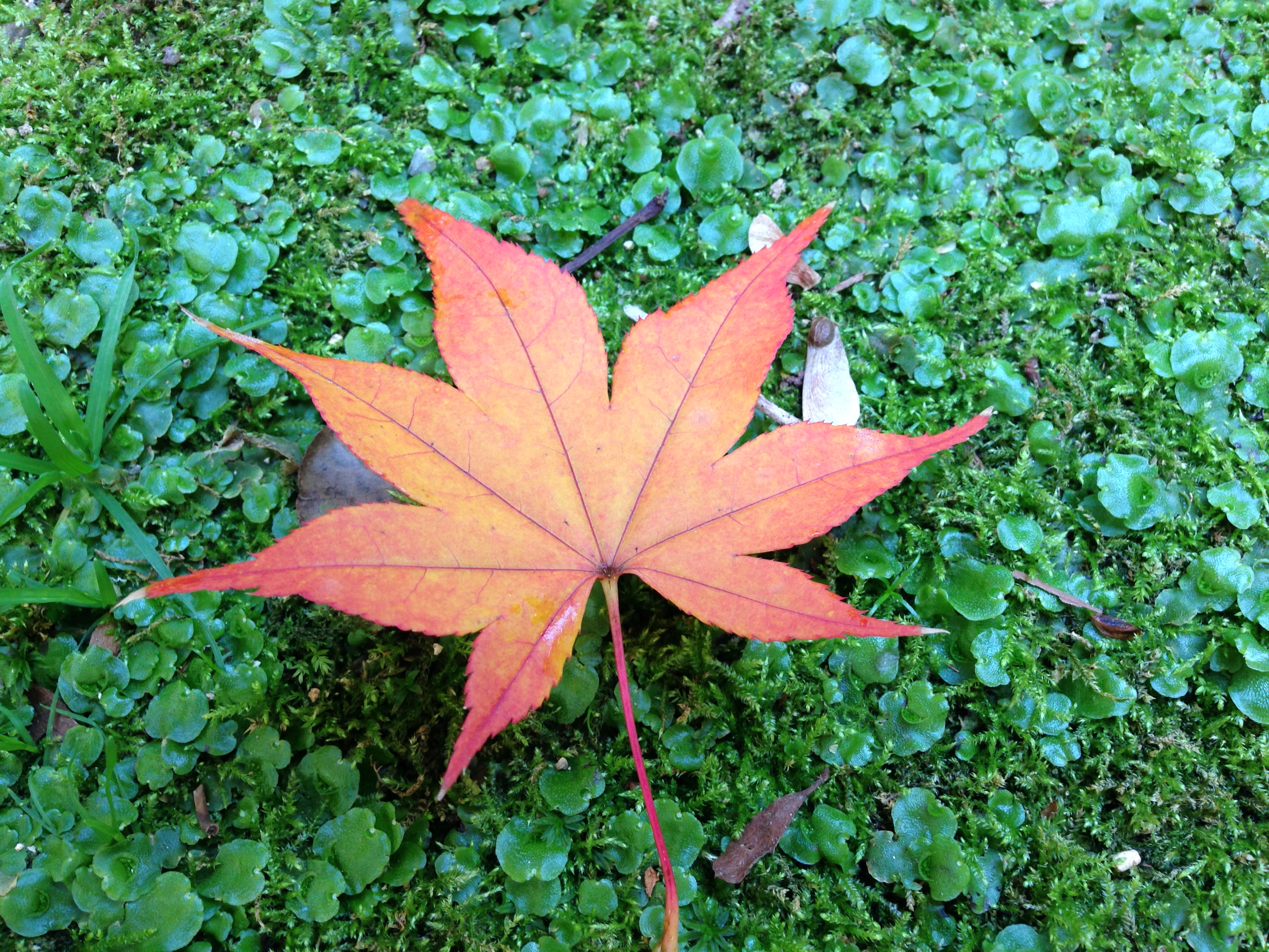 Autumn-colors-at-Ryoanji